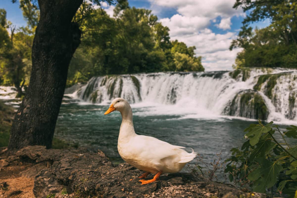 vodopad koćuša kod ljubuškog